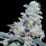 Anesia Seeds Captain Future semena neobsahují THC 3 ks – Zboží Dáma