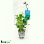 Bacopa lanigera - Bakuma vlasatá – Sleviste.cz