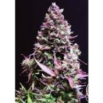 Sweet Seeds Cream Caramel AUTO semena neobsahují THC 3 ks – Zboží Dáma