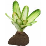 Lucky Reptile Bromélie Neoregelia bílá 20 cm – Sleviste.cz