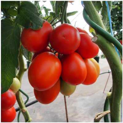 Rajče Sonet F1 - Solanum lycopersicum - semena - 20 ks