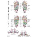 Plakát reflexologie nohy 63x47cm – Zboží Mobilmania