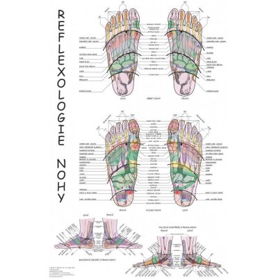 Plakát reflexologie nohy 63x47cm – Zboží Mobilmania