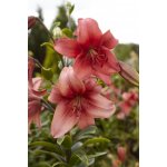 Lilie 'Pearl loraine' 1 ks – Sleviste.cz