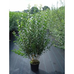 ptačí zob vejčitolistý - Ligustrum ovalifolium