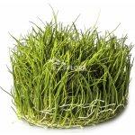 Eleocharis parvula – Sleviste.cz