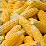 Kukuřice cukrová Elan F1 Zea mays semena kukuřice 50 ks – HobbyKompas.cz