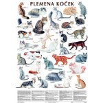 Plakát - Plemena koček – Zboží Dáma