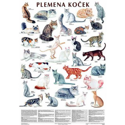 Plakát - Plemena koček – Zboží Dáma