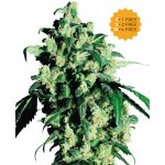 Sensi Seeds Super Skunk semena neobsahují THC 3 ks – Hledejceny.cz