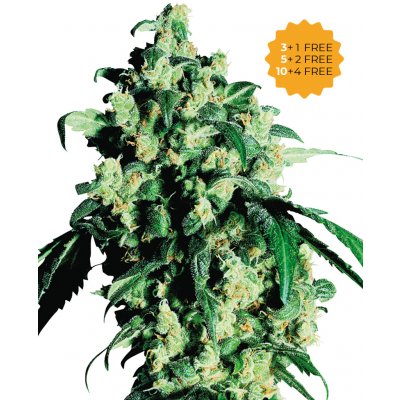 Sensi Seeds Super Skunk semena neobsahují THC 3 ks – Hledejceny.cz