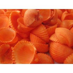 Dijk Natural Collection Mušle Clam rose shell 150 g oranžová