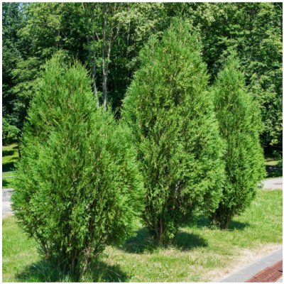 Túje - Thuja plicata - semena túje - 18 ks – Zbozi.Blesk.cz