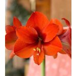 Hvězdník Naranja - Hippeastrum - prodej cibulovin - 1 ks – Zboží Dáma