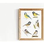 ePipí Plakát - Sýkorky Rozměr: A4 – Zboží Dáma