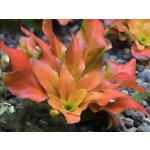 Ludwigia pilosa – Zboží Dáma