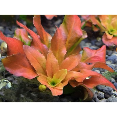 Ludwigia pilosa 7 cm – Zboží Mobilmania