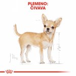 Royal Canin Chihuahua Adult 0,5 kg – Hledejceny.cz