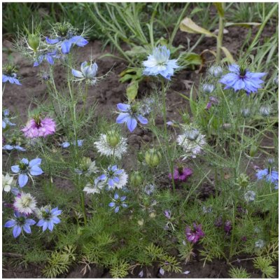 Černucha damašská směs - Nigella damascena - semena - 25 ks