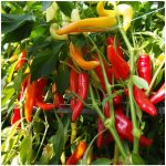 Paprika kozí roh Harriet Capsicum annuum semena chilli 45 ks – Zboží Dáma