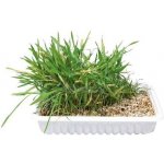 Trixie Tráva Cat v misce 100 g – Hledejceny.cz
