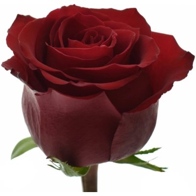 Červená růže EVER RED 50cm (XXL) SUPER – Hledejceny.cz
