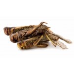 JK ANIMALS Mrazem sušené saranče 80 g – Zboží Mobilmania