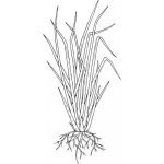 Alteya Vetiver olej 100% BIO 5 ml – Zboží Dáma