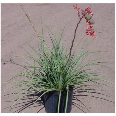 Juka červená - Hesperaloe parviflora - prodej semen - 3 ks – Zboží Dáma