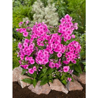 Plamenka 'Cosmopolitan ' 1 ks – Hledejceny.cz