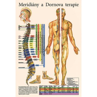 Vydavatelství Poznání Anatomický plakát - Meridiány a Dornova terapie 47 x 32 cm | CS – Zboží Mobilmania