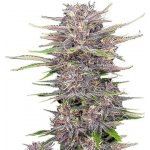 420 Fast Buds Banana Purple Punch AUTO semena neobsahují THC 3 ks – Sleviste.cz
