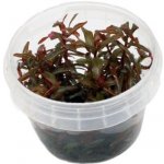 Ammania senegalensis - Tuhanka senegalská – Hledejceny.cz