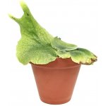 Gardners Platycerium superbum, průměr 12-14 cm Parožnatka – Hledejceny.cz