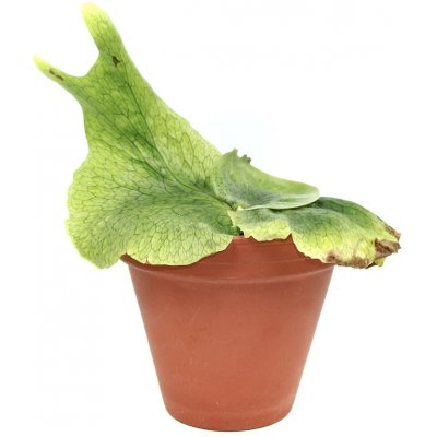 Gardners Platycerium superbum, průměr 12-14 cm Parožnatka – Hledejceny.cz