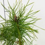 Pinus sylvestris Prodejní velikost: 026/035, Velikost hrnku: QP 40 – Hledejceny.cz