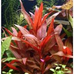 Alternanthera reineckii - Plevuňka reinekova – Sleviste.cz