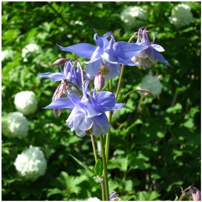 Orlíček obecný Blue Star - Aquilegia vulgaris - prodej semen - 30 ks