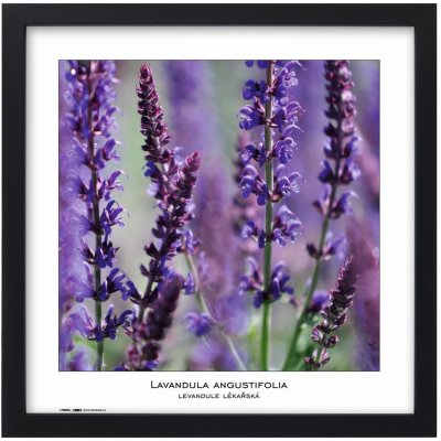 Tradag Rámeček Natura černý 40x40 – Zboží Živě