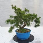 e-bonsai Yamadori - Pinus sylvestris – Zboží Dáma