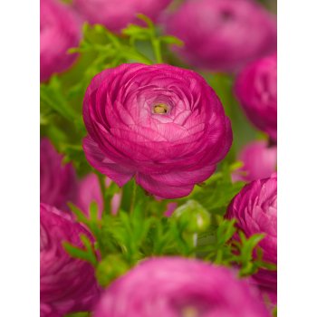 Pryskyřník 'Ranunculus pink' 3 ks