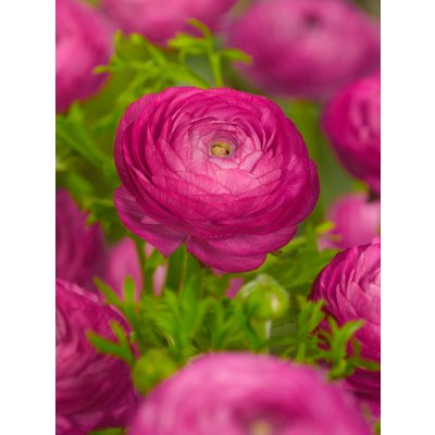 Pryskyřník 'Ranunculus pink' 3 ks – Zboží Mobilmania