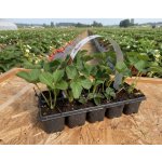 Jahodárna Brozany Jahodník 'Harmony' 10 ks v platu zakořeněné – Sleviste.cz