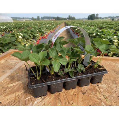 Jahodárna Brozany Jahodník 'Harmony' 10 ks v platu zakořeněné – Sleviste.cz