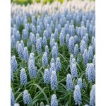 Modřenec 'Muscari Valerie Finnis' 10 ks – Zbozi.Blesk.cz