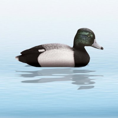 Balabán Tufted Duck chocholačka copánka - slepice – Zboží Mobilmania