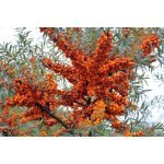 TSUGA Rakytník řešetlákový - Hippophae rhamnoides – Zboží Dáma