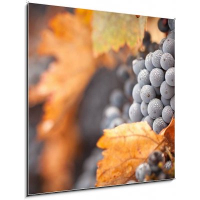Obraz 1D - 50 x 50 cm - Lush, Ripe Wine Grapes with Mist Drops on the Vine Svěží, zralé vinné hrozny s mlhou klesá na vinici – Hledejceny.cz