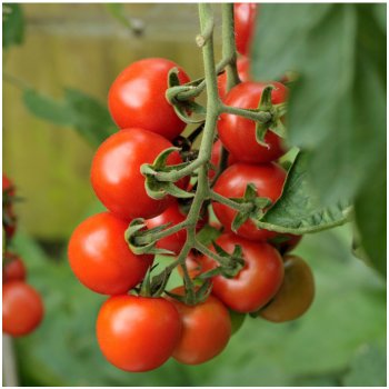 Rajče Alicante - Solanum lycopersicum - semena rajčete - 8 ks