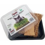 Jindřich Šíp Kočičí tráva Apetit pěstební miska, kokos.rohož, 30 g – Hledejceny.cz
